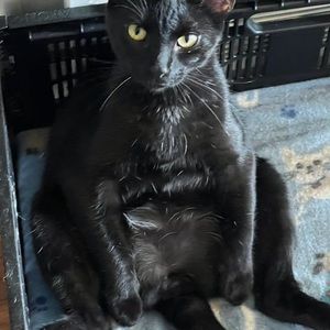 Meet your Posher, Steve